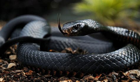 Nakahanda ng Manuklaw Ang Makamandag na Black Mamba.